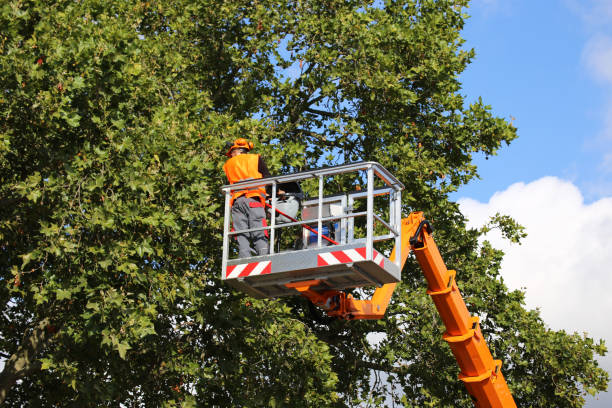 Best Grass Overseeding  in Salina, UT